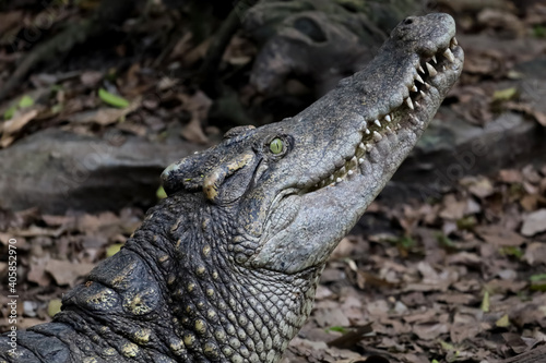 Vászonkép Close up crocodile is action show head in garden