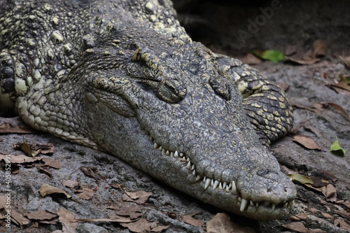 Close up crocodile is sleep and rest in garden