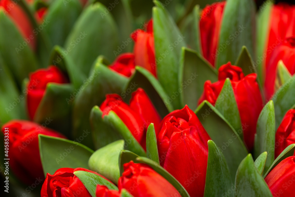 Fresh tulips for woman on special occasion Fresh tulips for woman on special occasion