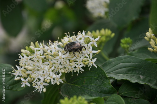 beetle on white flowers
