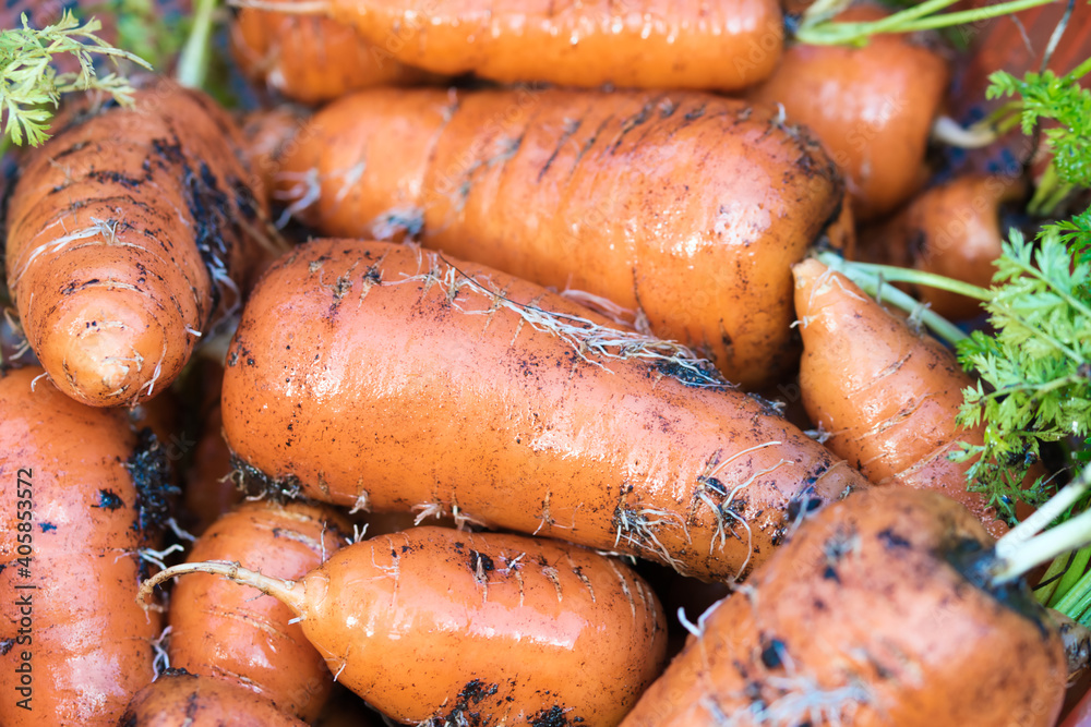 Vibrant orange organic carrots roots with green tops freshly pulled out from garden bed, dirty with soil, full frame macro food background Vibrant orange organic carrots roots with green tops freshly pulled out from garden bed, dirty with soil, full frame macro food background