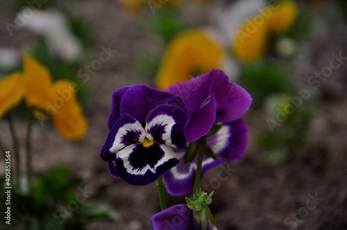 purple iris flower in the garden