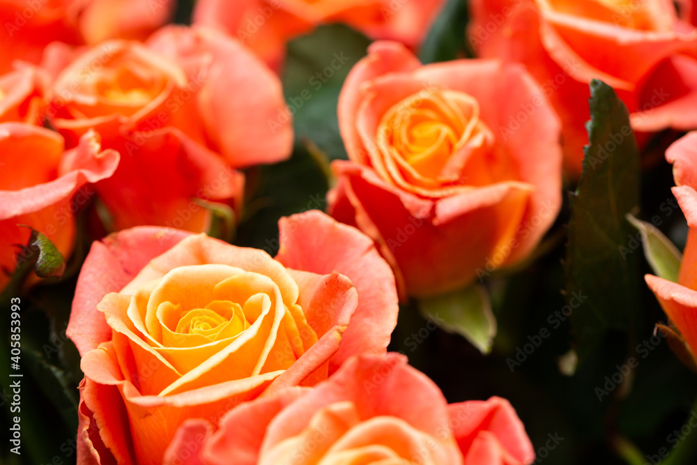 Beautiful fresh roses for special occasion Beautiful fresh roses for special occasion
