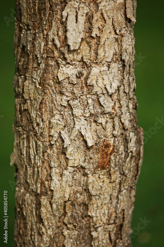 Wooden Bark Texture Background , close up