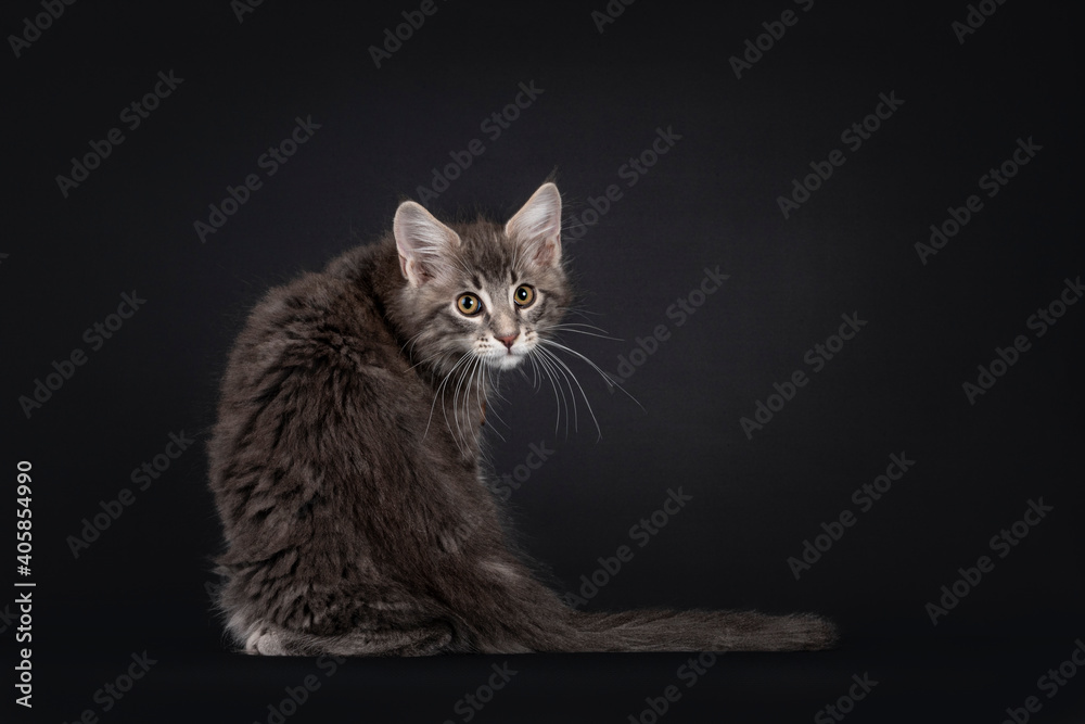 Handsome blue tabby blotched Maine Coon cat kitten, sitting backwards. Looking over shoulder straight at camera. Isolated on black background.