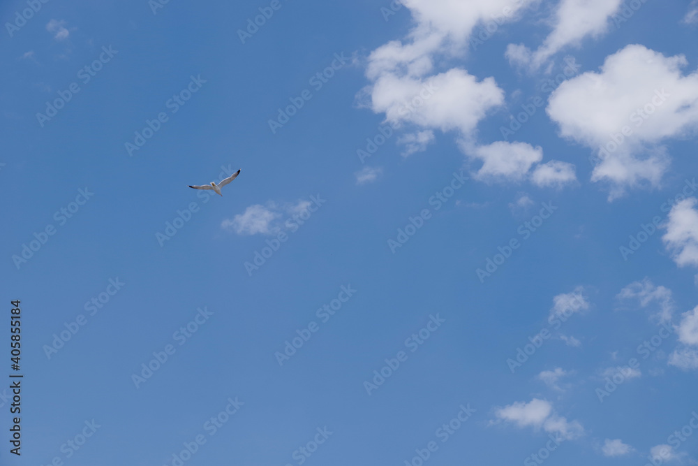 Flying birds in blue sky