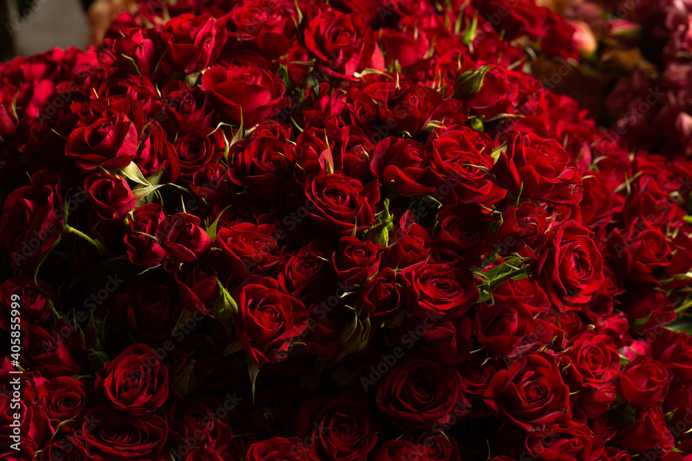 Many beautiful fresh roses close up