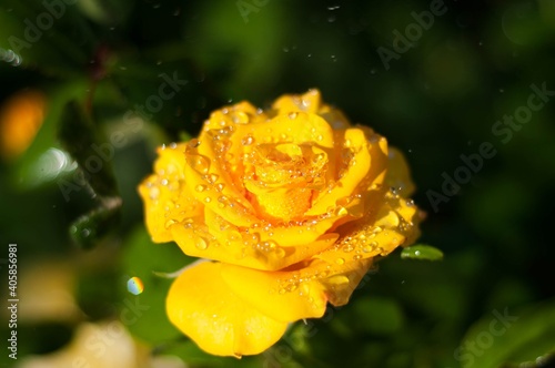 yellow rose with water drops