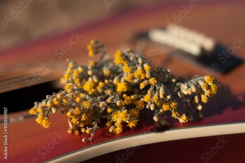 wildflowers on a guitar background