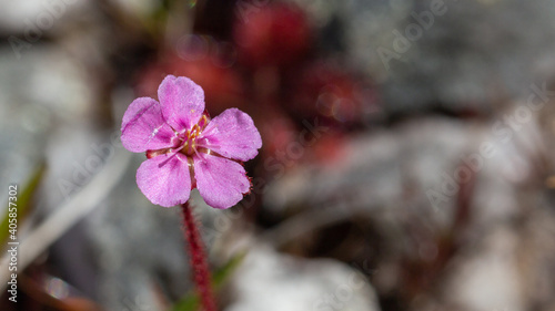 The small pink flower of Drosera hirtella, a carnivorous plant, seen in the Serra do Cipó National Park, Minas Gerais, Brazil photo