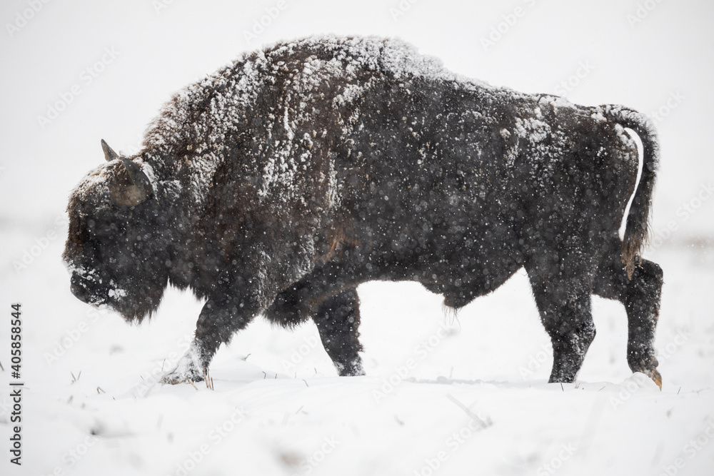 European bison - Bison bonasus in the winter Knyszyn Forest European bison - Bison bonasus in the winter Knyszyn Forest