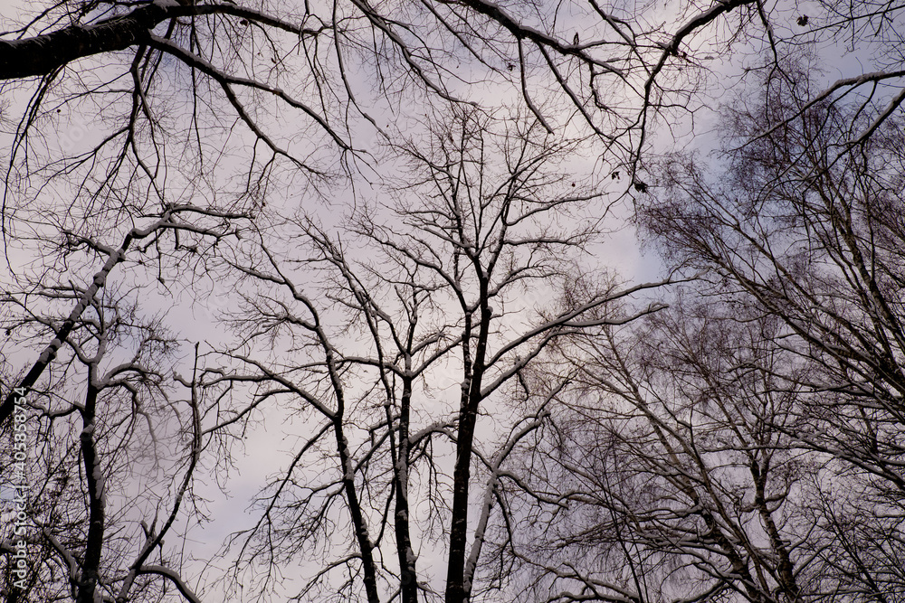 Winter landscape, trees covered with snow on the background of the sky. Winter landscape, trees covered with snow on the background of the sky.