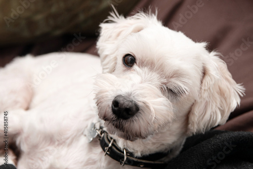 Funny dog photo. Cute winking white dog. Everithing will be ok