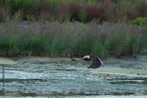 Bald Eagle taking off from shoreline. Wings extended on Haliaeetus leucocephalus as it launches from the ground, splashing water as it soars