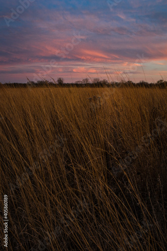Sunset over prairie grasses. Beautiful sky casts colors across the tall weeds in grain field