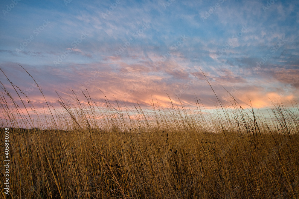 Sunset over prairie grasses. Beautiful sky casts colors across the tall weeds in grain field - obrazy, fototapety, plakaty 