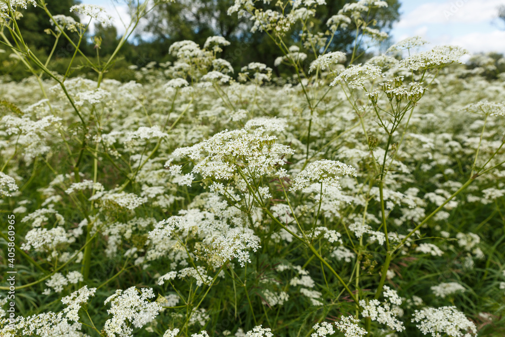 Achillea millefolium or common yarrow. Wild flowers in the meadow.
