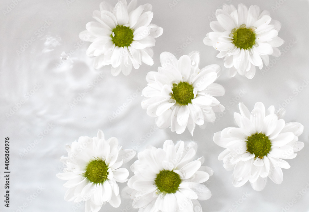 White flowers floating on water. Creative nature concept. Natural trendy decorative background for spring. White flowers floating on water. Creative nature concept. Natural trendy decorative background for spring.