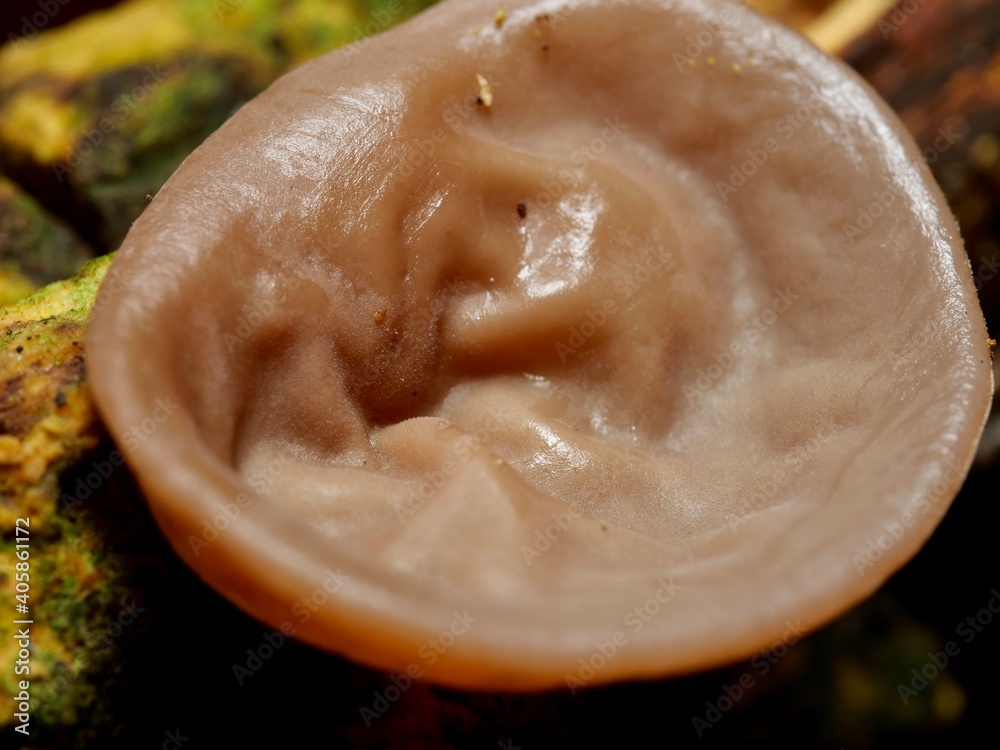 Foto de Wood ear growing on the rotted wood in winter. Auricularia