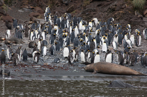 South Georgia colony of king penguins on a cloudy winter day photo
