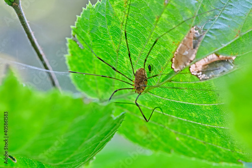 Apenninenkanker ( Opilio canestrinii ). photo