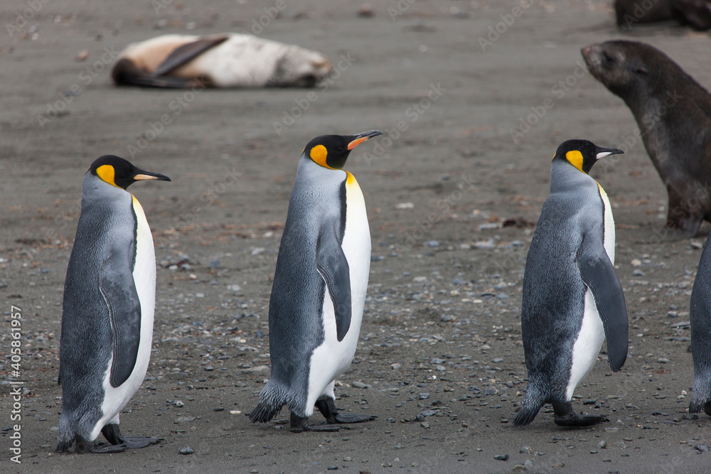 Fototapeta premium South Georgia group of king penguins close up on a sunny winter day