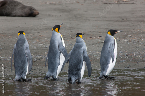 South Georgia group of king penguins close up on a sunny winter day