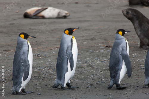 South Georgia group of king penguins close up on a sunny winter day