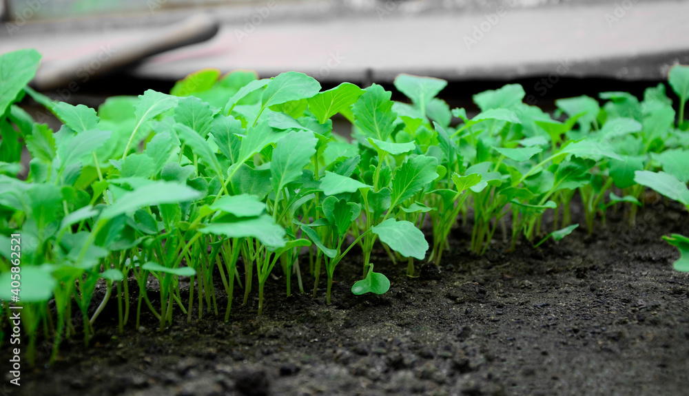 Young cabbage seedlings in the garden in spring. Concept of ecology, cultivation, agriculture. Young cabbage seedlings in the garden in spring. Concept of ecology, cultivation, agriculture.