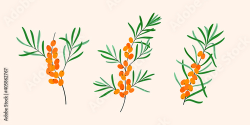 Sea buckthorn. Flat vector naturalistic illustration.
