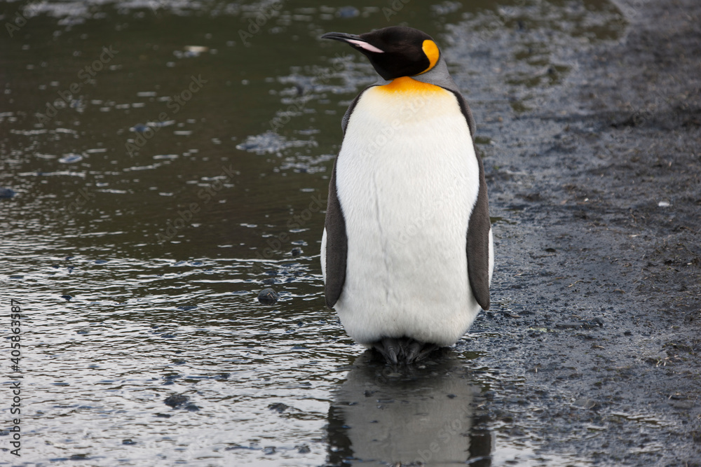 Fototapeta premium South Georgia portrait of a royal penguin close up on a sunny winter day