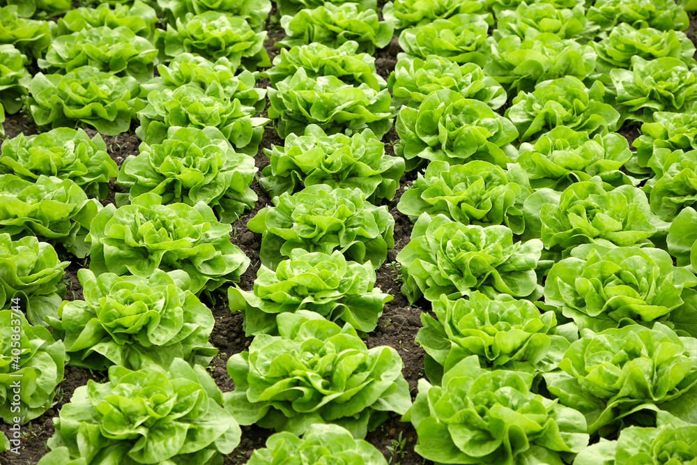 junger, frischer,grüner blattsalat in reihen junger, frischer,grüner blattsalat in reihen