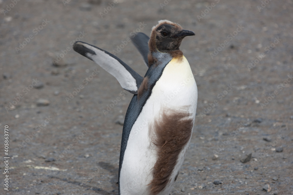 Obraz premium South Georgia portrait of a royal penguin close up on a sunny winter day