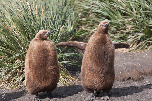 South Georgia royal penguin chick on a cloudy winter day