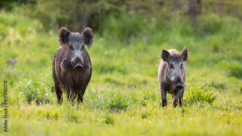 Canvas Print Two wild boars, sus scrofa, approaching on glade in spring nature
