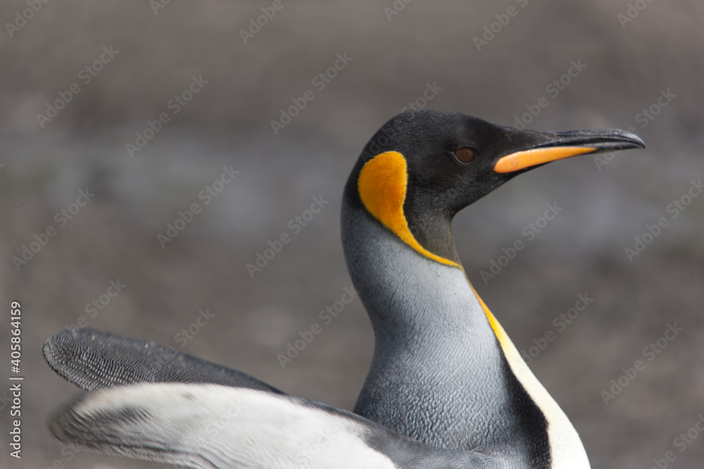 Fototapeta premium South Georgia portrait of a royal penguin close up on a sunny winter day