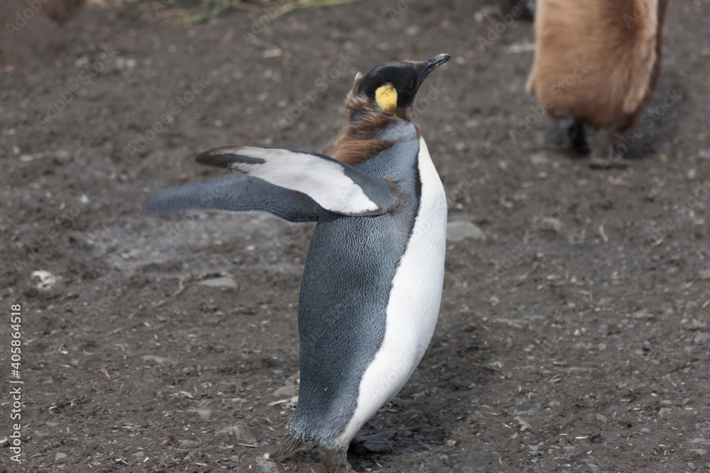 Naklejka premium South Georgia royal penguin chick on a cloudy winter day