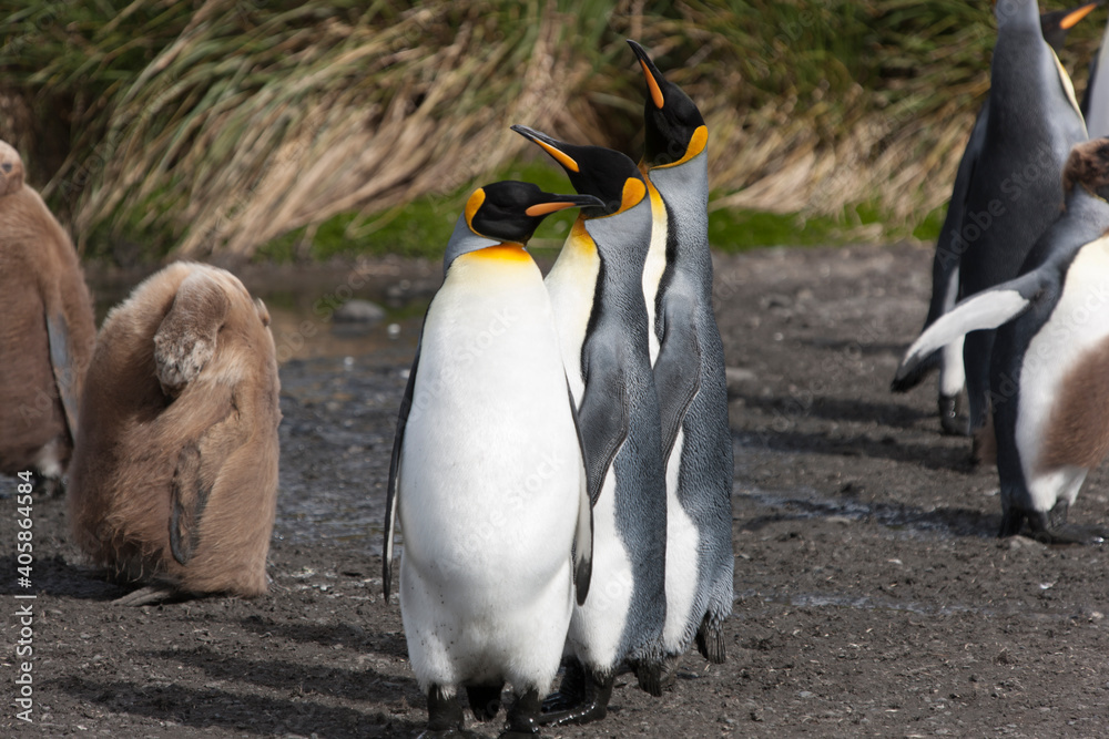 Obraz premium South Georgia group of king penguins close up on a sunny winter day
