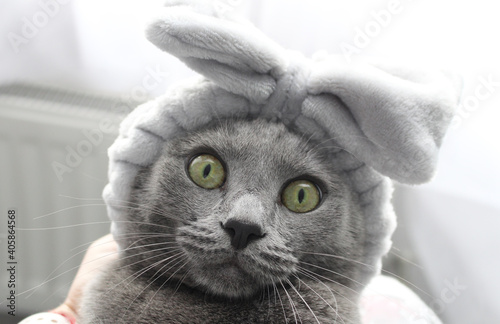 Funny russian blue cat with bow on head making selfie at home. Portrait of grey cat with a cosmetic headband.