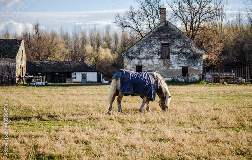 Horses on a daily pasture on a backpack near the city of Novi Sad, Serbia 