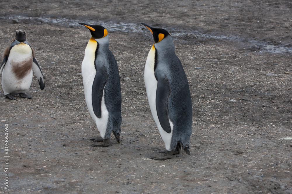 Fototapeta premium South Georgia group of king penguins close up on a sunny winter day