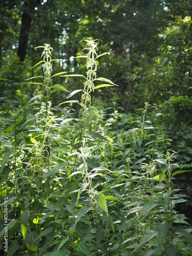 Thickets of stinging nettle in the forest