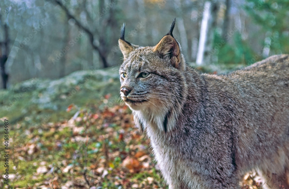Canadian lynx in profile close up
