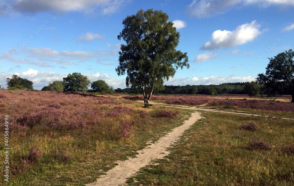Woods near Amsterdam during lockdown due to covid 19 measurements
