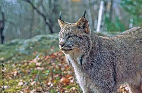 Canadian lynx in profile close up