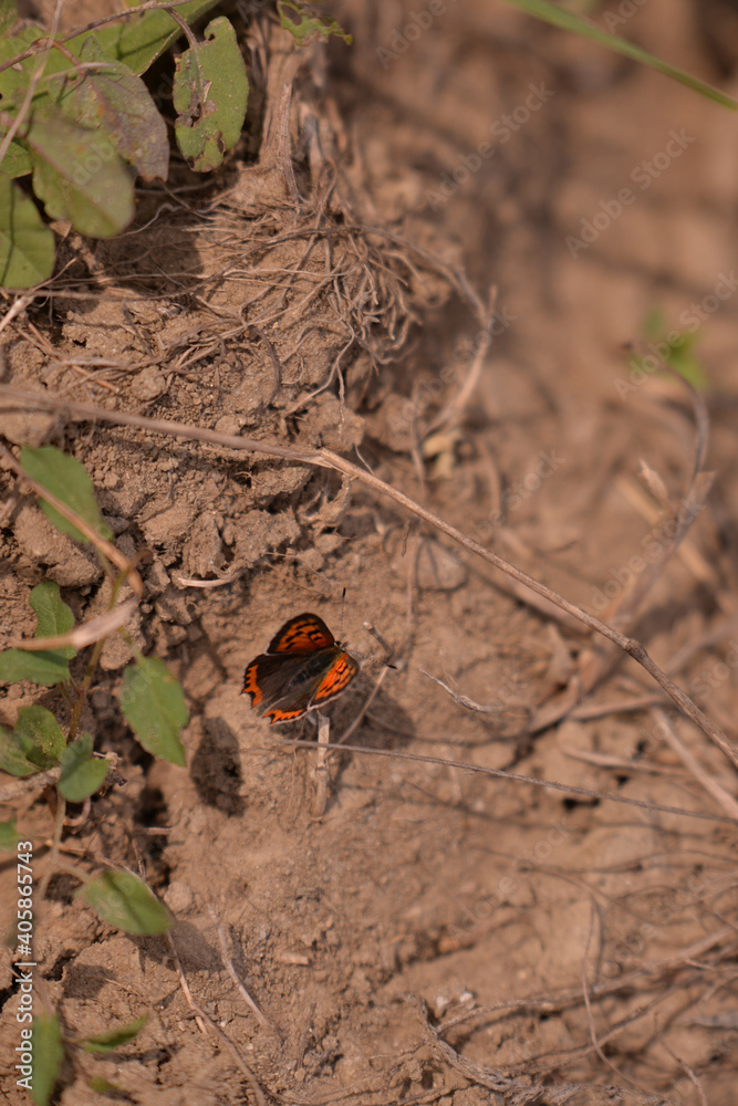a butterfly with orange wings and black dots sitting on the ground in the sunlight during summer period a butterfly with orange wings and black dots sitting on the ground in the sunlight during summer period