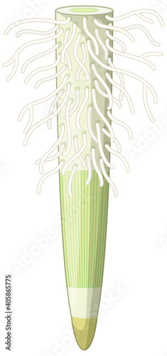 Close up of plant roots isolated on white background