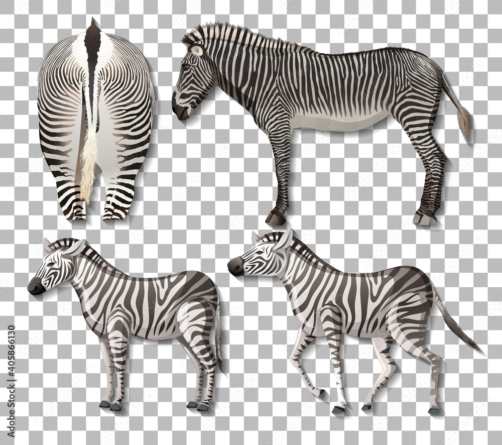 Obraz premium Set of different sides of zebra isolated on transparent background