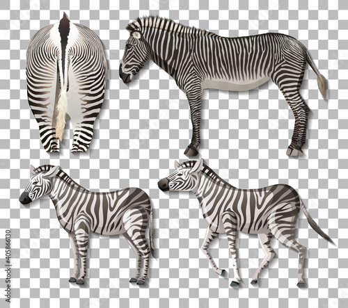 Set of different sides of zebra isolated on transparent background