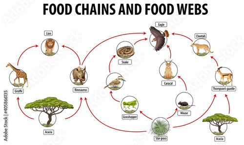 Education poster of biology for food webs and food chains diagram